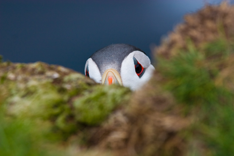 Atlantic Puffin